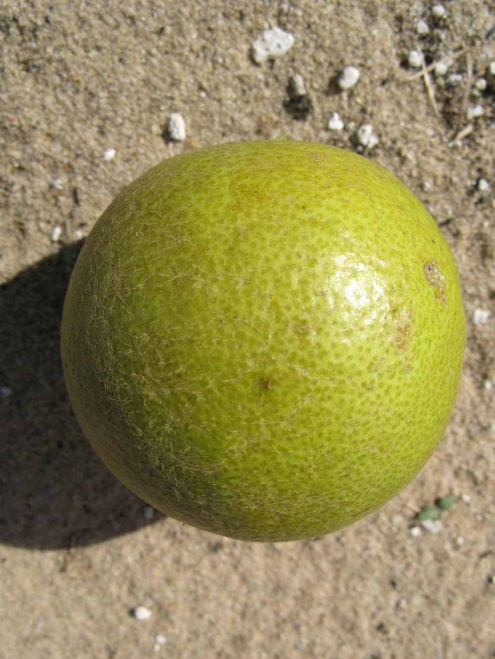              Fruit (Winter Haven, FL)       